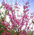 大量出售浙江樱花、浙江樱花供应商 