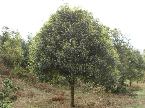 浙江桂花价格-桂花