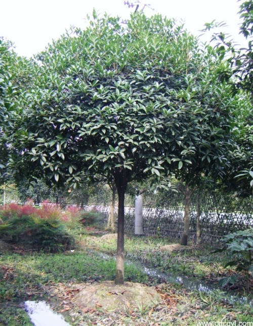 浙江桂花价格-桂花