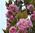 浙江樱花价格-浙江樱花基地/批发/供应