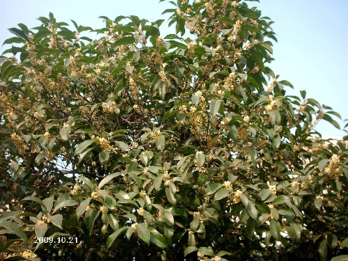 浙江桂花价格-桂花