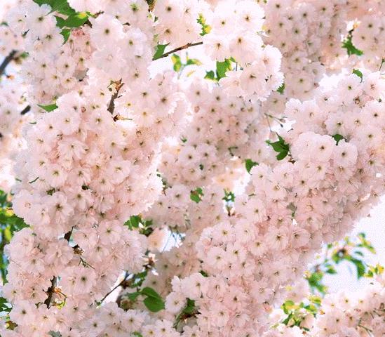 浙江樱花价格-浙江樱花基地/批发/供应