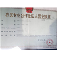 浙江红枫价格？浙江红枫价格》浙江红枫 