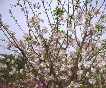 浙江樱花价格-浙江樱花基地/批发/供应