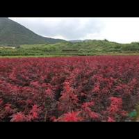 浙江供应1-3公分鸡爪槭 