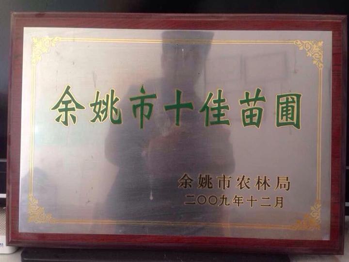 浙江桂花基地|价格|宁波桂花树供应| 