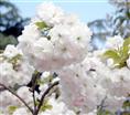 浙江樱花价格-浙江樱花基地/批发/供应