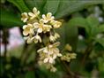 浙江桂花价格-桂花