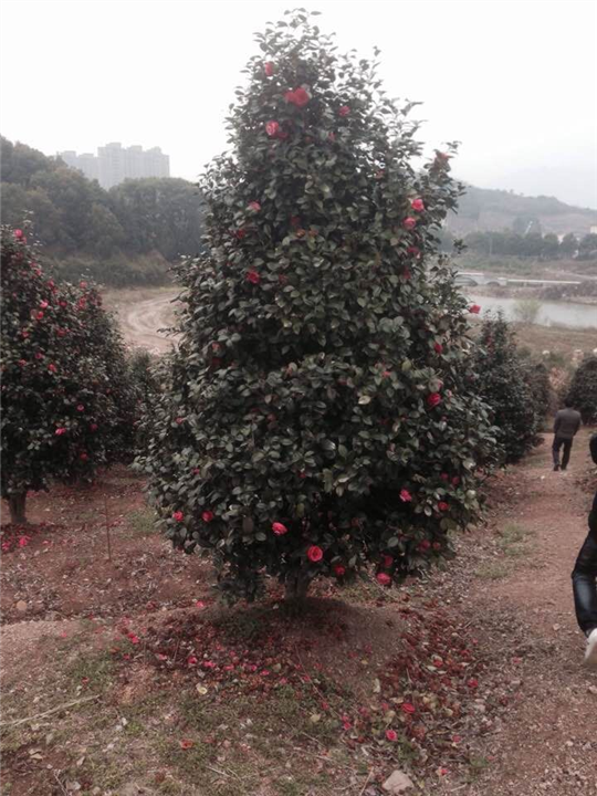 浙江茶花批发：浙江茶花%浙江茶花批发 
