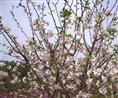 浙江樱花价格-浙江樱花基地/批发/供应
