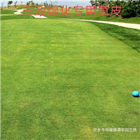 宁乡草皮基地