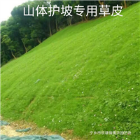 宁乡草皮基地