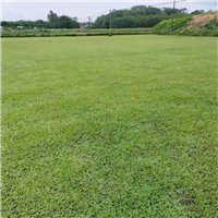 宁乡马尼拉草皮