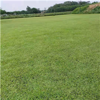 湖南草皮L宁乡马尼拉草皮