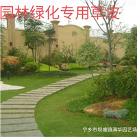 长沙草皮