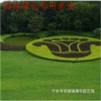 宁乡马尼拉草皮基地