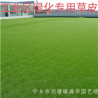 湖南马尼拉草皮