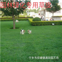 长沙草坪基地