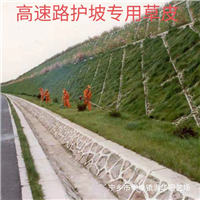 长沙草皮
