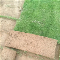 宁乡草皮基地