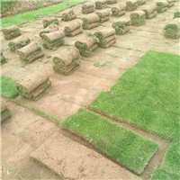 长沙草皮基地
