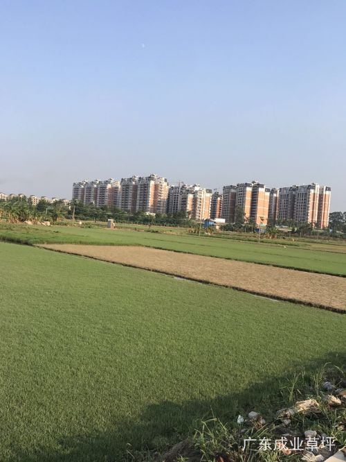 广东中山草皮|广东成业草皮|中山夏威夷草