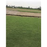 夏威夷草|中山夏威夷草皮基地|广东草皮