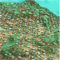 广东成业草皮-中山的草皮基地|广东草皮