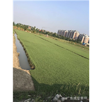 中山草皮|广东草坪-成业草皮