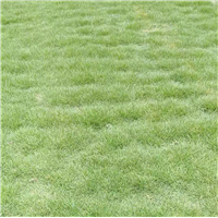 广东草皮中山草皮成业草皮基地
