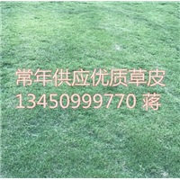 中山草皮|中三台湾草-广东草皮
