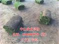 促销！兰引三号草|广东兰引三号草