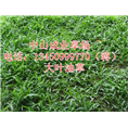 广东大叶油草坪%中山大叶油草坪