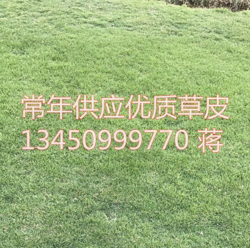 中三台湾草基地|中山草皮批发