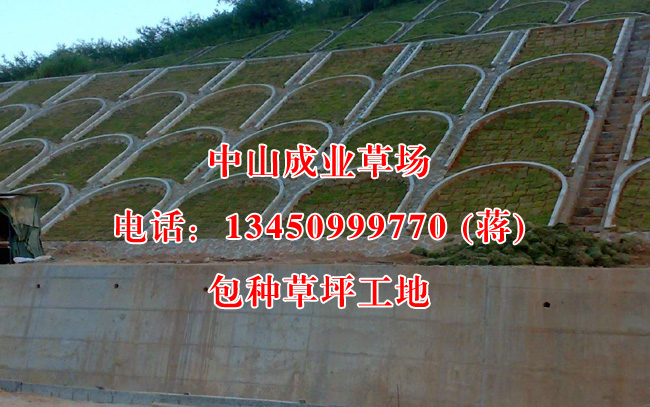 包种草坪工地/广东草场销售