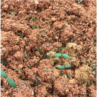 广东中山草皮|广东草皮哪里的质量好