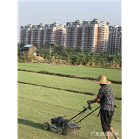 中山夏威夷草|中山草皮-广东成业草皮基地