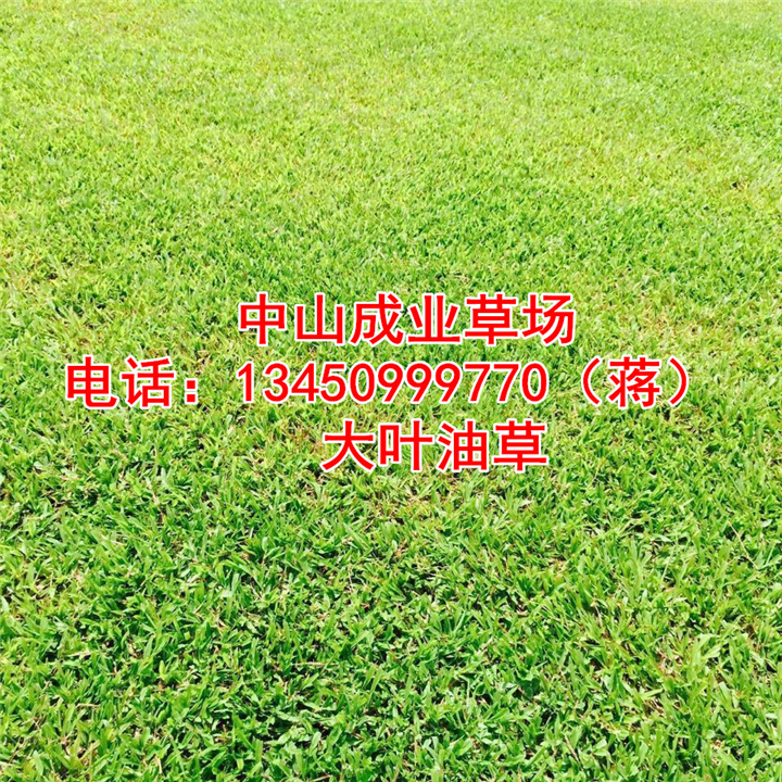 大叶油草%广东大叶油草基地