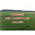 兰引三号草坪#广东兰引三号草坪