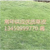 中三台湾草基地|中山草皮批发