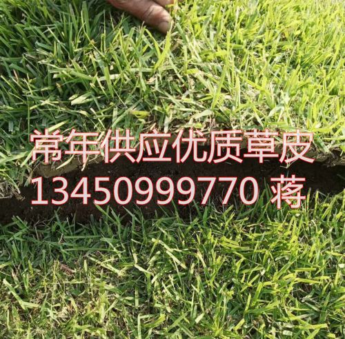 广东草皮基地量大-中山草皮