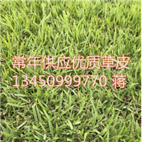 广东草皮批发|中山兰引三号草