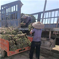广东草皮广东兰引三号草大叶油草