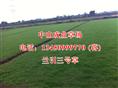 兰引三号草/中山销售台湾草