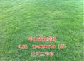 兰引三号草|广东兰引三号草