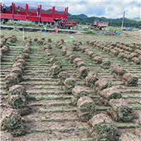 中山兰引三号草中山夏威夷草卷台湾草