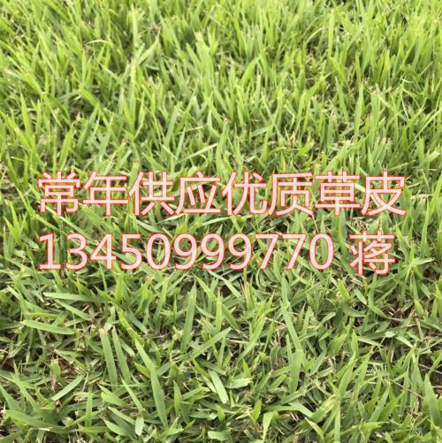 广东草皮批发|中山兰引三号草