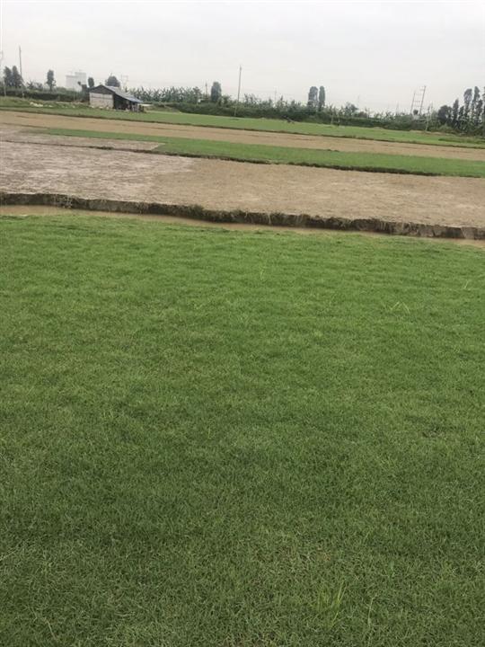 夏威夷草|中山夏威夷草皮基地|广东草皮