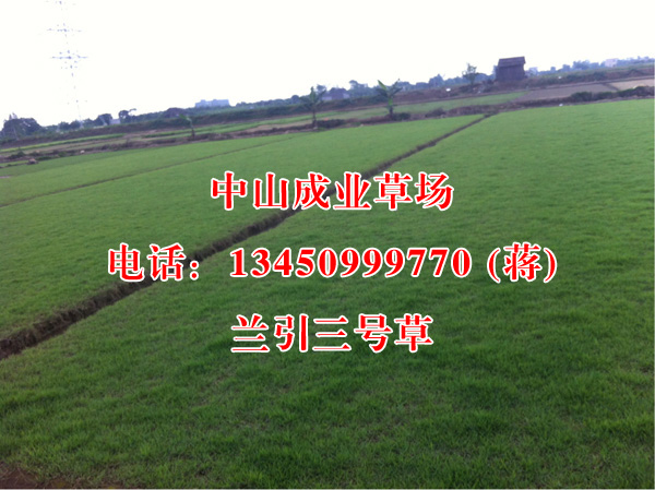 兰引三号草/中山销售台湾草