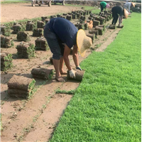 中山兰引三号草皮广东哪里有种植兰引三号草